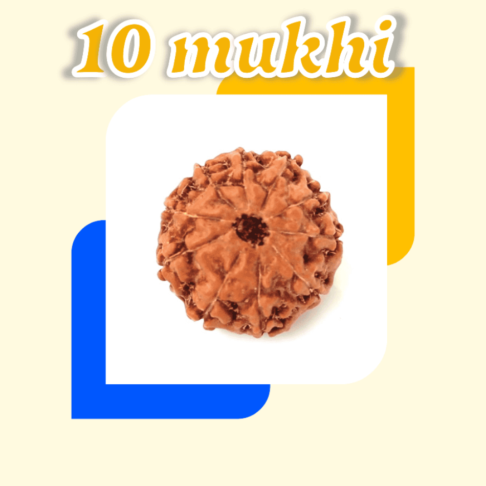 10 mukhi rudraksha | About ten face bead